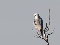 A10A2520White-tailed_Kite