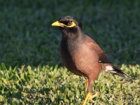 A10A2536Common_Myna