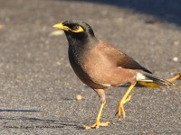 A10A2541Common_Myna