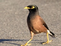 A10A2545Common_Myna