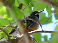 A10A2663Red-Legged_Thrush