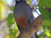 A10A2724Red-Legged_Thrush