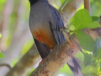 A10A2879Red-Legged_Thrush