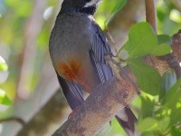 A10A2897Red-Legged_Thrush