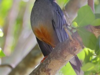 A10A2907Red-Legged_Thrush