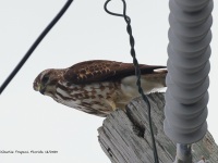 A10A2925Broad-winged_Hawk