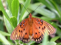 A10A2943Gulf_Fritillary