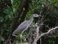 A10A2952Yellow-Crowned_Night-Heron