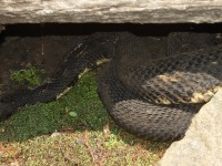 0J6A0492Timber_Rattlesnake