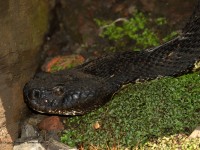 0J6A0494Timber_Rattlesnake