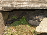 0J6A0495Timber_Rattlesnake