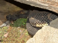 0J6A0496Timber_Rattlesnake