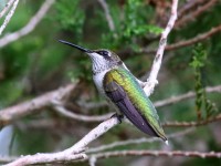 0J6A0776Ruby-throated_Hummingbird