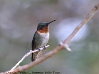 0J6A0961Ruby-throated_Hummingbird