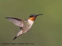 0J6A1024Ruby-throated_Hummingbird