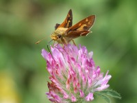 0J6A1133Skipper