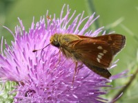 0J6A1143Lenards_Skipper