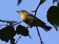 0J6A1196Blackburnian_Warbler_1yF_Fa