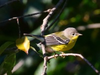 0J6A1210Magnolia_Warbler