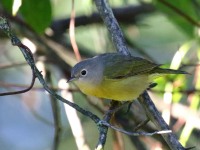 0J6A1227Nashville_Warbler