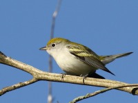 0J6A1248Chestnut-sided_Warbler