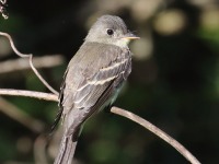 0J6A1288Eastern-Wood-pewee