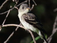 0J6A1294Eastern_Wood-Pewee