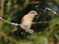 0J6A1300Rose-breasted_Grosbeak