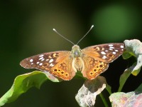 0J6A1338Hackberry_Emperor