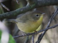 0J6A1362Common_Yellowthroat