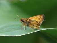 0J6A1460Skipper