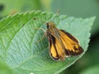 0J6A1462Skipper