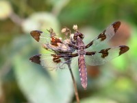 0J6A1487Twelve-spotted_Skimmer