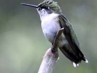 0J6A1548Ruby-throated_Hummingbird