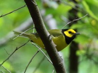 0J6A1569Hooded_Warbler