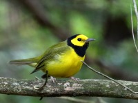 0J6A1587Hooded_Warbler