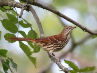 0J6A1596Brown_Thrasher