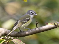 0J6A1611Blue-headed_Vireo