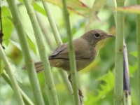 0J6A1644Common_Yellowthroat