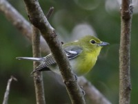 0J6A1814Yellow-throated_Vireo