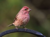 0J6A1868Purple_Finch