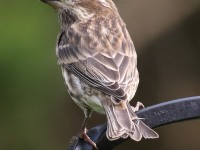 0J6A1894Purple_Finch