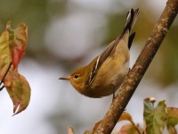 0J6A1929Bay-breasted_Warbler