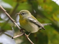 0J6A2006Northern_Parula