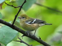 0J6A2032Bay-breasted_Warbler