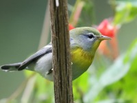 0J6A2043Northern_Parula