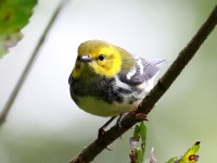 0J6A2058Black-throated_Green_Warbler