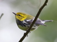 0J6A2061Black-throated_Green_Warbler