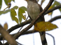 0J6A2105Yellow-billed_Cuckoo