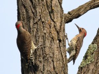 0J6A2145Northern_Flickers